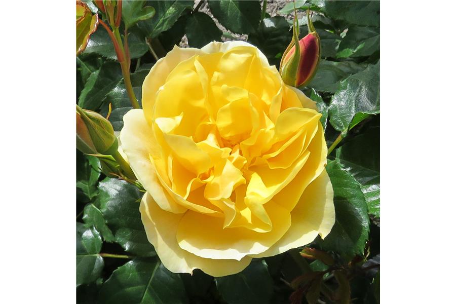 FLORIBUNDA